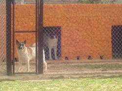 Guarderia Campestre - LA GRANJA CACHORROS Bogot, Colombia