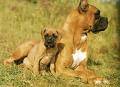 BOXER CACHORROS DISTINTOS COLORES //ENVIOS// bogota, colombia