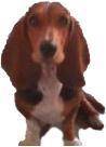 Basett Hound ibague, colombia