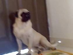busco perra pug neiva, colombia