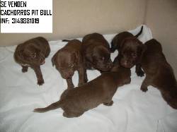 A la venta  cachorros pitbull en el Quindio armenia, colombia