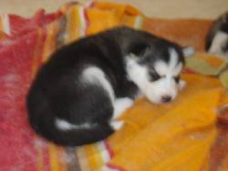 Husky Siberiano Bogota, Colombia