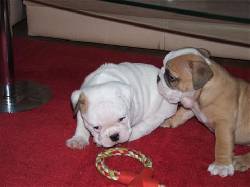 bulldog ingles para adopcion valencia, espana