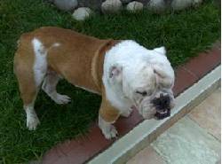 Bull Dog Ingles (MONTA) Bogot�, Colombia