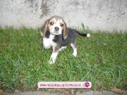 venta de Beagle Medellin, Colombia