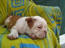 BULLDOG INGLES Bogota, Colombia