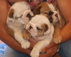 bulldog ingles medellin, colombia