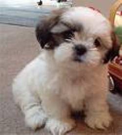  4 LINDOS Y HERMOSOS CACHORROS SHIH TZU** BOGOTA, COLOMBIA
