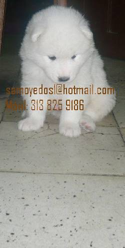 Cachorros Realmente Samoyedo! Realmente sanos! Bogot, Colombia