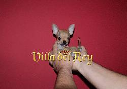 Estupenda Chihuahua hembra de 900 gramos valencia, espaa