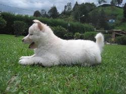 SIBERIANO BLANCO ABADESA Medellin, Colombia