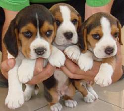 AAA- HERMOSOS BEAGLE BOGOTA, COLOMBIA