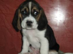 cachorro beagle armenia, colombia