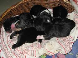 Cachorros Beagle Cali, Colombia