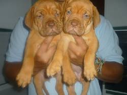 DOGOS DE BURDEOS! OFERTA ULTIMOS bogota, colombia