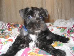 venta cachorro schnauzer cali, colombia