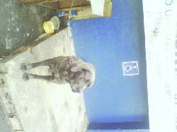 vendo perra adulta mastin napolitano bogota, colombia
