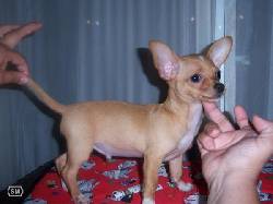venta cachorros chihuahuas BOGOTA, COLOMBIA