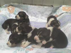 BEAGLES EN REMATE $300.000 yotoco, colombia