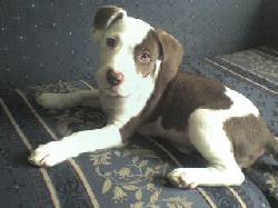 VENDO PERRA PITBULL Bogota, Colombia