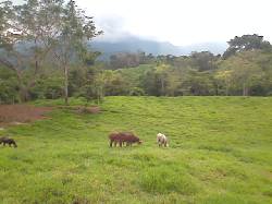 Vendo finca 238 Hectareas Lebrija, Colombia