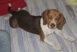HERMOSO BEAGLE CHOCOLATE BUSCA NOVIA bogota, colombia