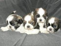 EL REGALO PEERFECTO!! PRECIOSOS SHIH TZUS Medellin, Colombia