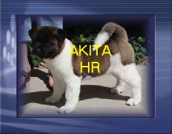 AKITA CACHORROS VENDO EXCELENTES//ENVIOS// bogota, colombia