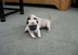 hermosos cachorros pug medellin, colombia