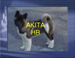AKITA CACHORROS MACHOS Y HEMBRAS 100% PUROS  bogota, colombia