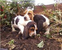 basset hound listos pa entregar  bogota , colombia 