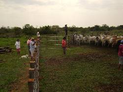 hato corozal283 hectareas villavicencio, colombia