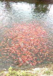 Venta de Peces:  Tilapia Roja, Cachama y Yamu Flandes, Colombia