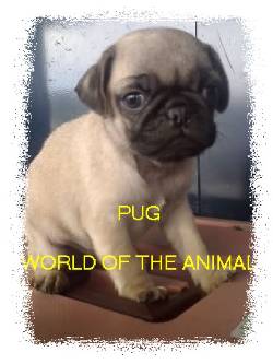 PUG WORLD OF THE ANIMAL BOGOTA, COLOMBIA