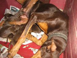 vendo hermosos doberman chocolates!! medellin, colombia