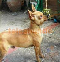 HERMOSOS CACHORRITOS SE VENDEN Bogot, Colombia