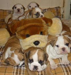 Bulldog Ingls cachorros para su aprobacin hintana, espana