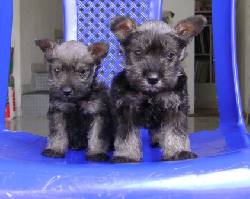 schnauzer miniaturas  poapayan, colombia