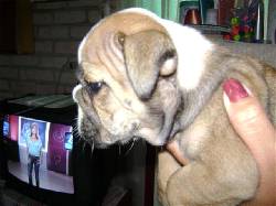 Venta de cachorros  cali, colombia