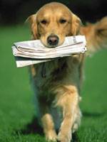 ACADEMIA CANINA SIN GOLPES 3177525039 bogota, Colombia