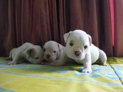 VENDO CACHORROS BULLDOG INGLES 100% PUROS Bogot, olomia