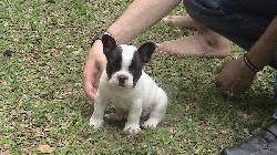 bulldog frances espectacular cali, colombia