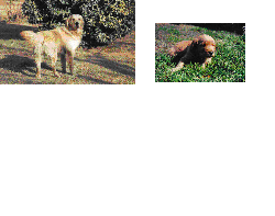 vendo golden retriever popayan, colombia