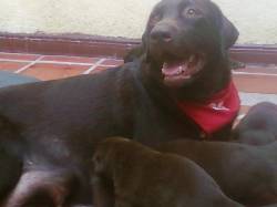 VENDO CACHORROS LABRADOR RETRIEVER CHOCOLATE cali, colombia