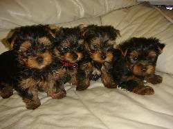 WOW!! 4 TEA CUP YORKIES GRATIS!! Veracruz, Mexico