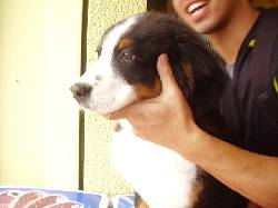 ///// PET SHOP TODAS LAS RAZAS/////////// bogota, colombia