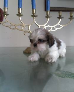 cachorros Shih Tzu Bogota, Colombia