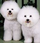 animales cremaciones per Lima , Per