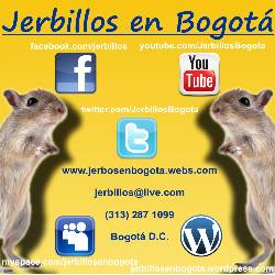 Jerbos en Bogot Bogot D.C., Colombia