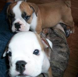 BULLDOG INGLS 2 MESES ESTAN ESPECTACULARES! Cali, Colombia